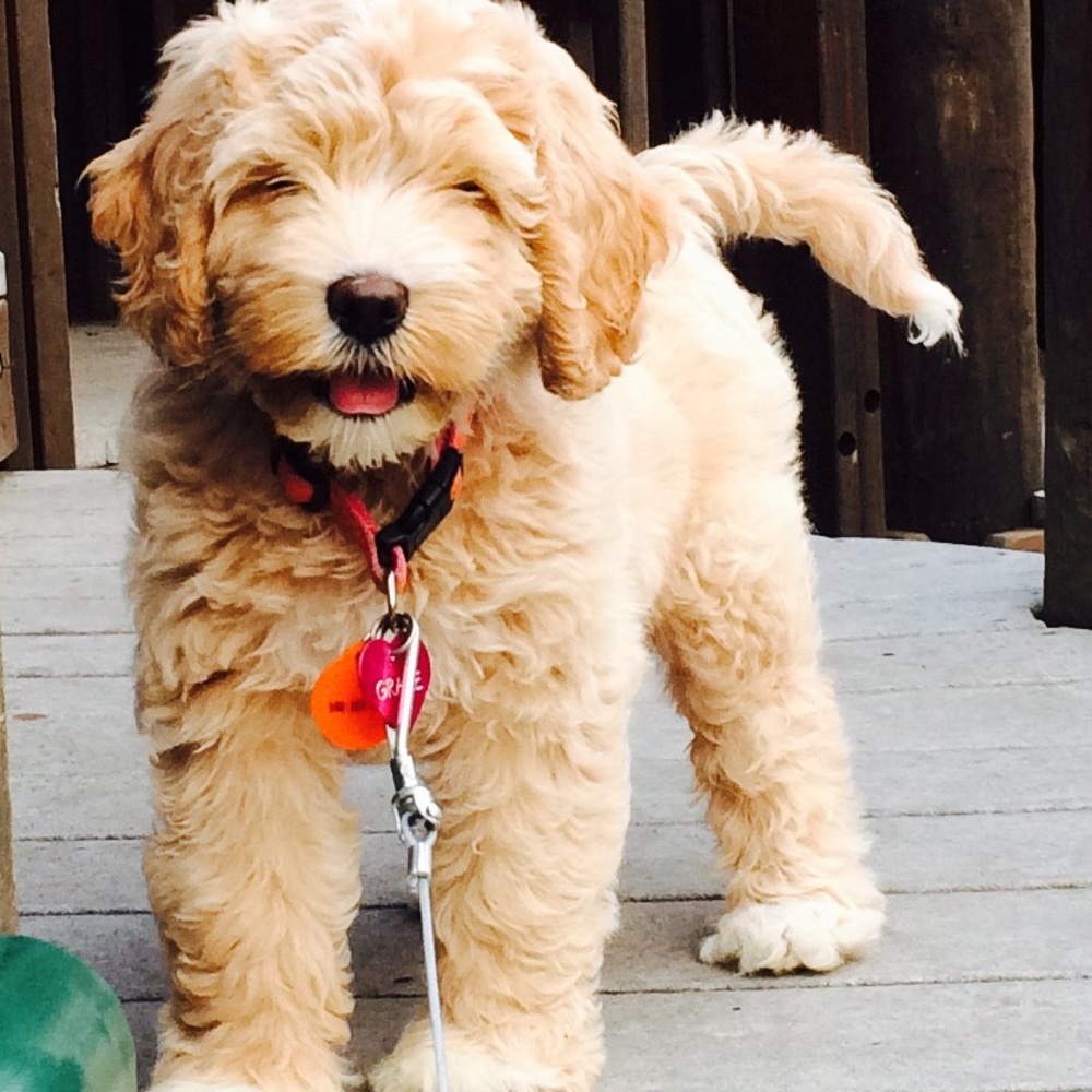 Meet your Posher, Kfay